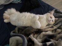 RagdollKittyCats of CA