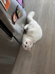 RagdollKittyCats of CA
