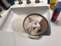 RagdollKittyCats of CA