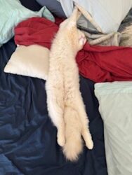 RagdollKittyCats of CA