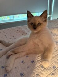 RagdollKittyCats of CA