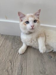 RagdollKittyCats of CA
