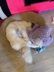 RagdollKittyCats of CA