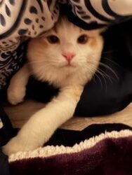 RagdollKittyCats of CA