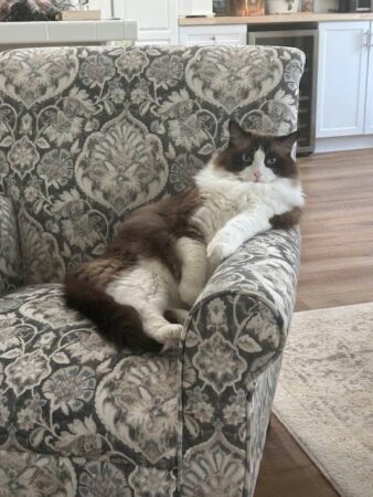 RagdollKittyCats of CA