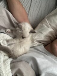 RagdollKittyCats of CA