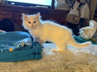 RagdollKittyCats of CA