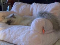 RagdollKittyCats of CA