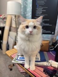 RagdollKittyCats of CA