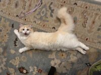 RagdollKittyCats of CA