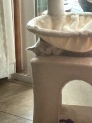 RagdollKittyCats of CA
