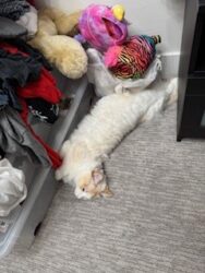 RagdollKittyCats of CA