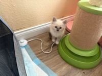 RagdollKittyCats of CA