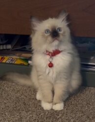 RagdollKittyCats of CA