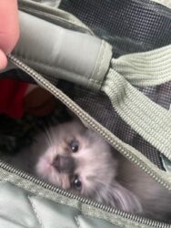 RagdollKittyCats of CA