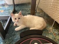 RagdollKittyCats of CA