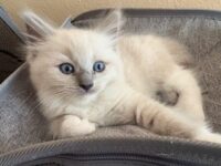 RagdollKittyCats of CA