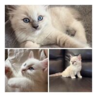 RagdollKittyCats of CA