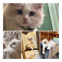RagdollKittyCats of CA