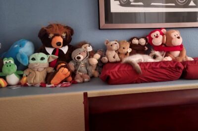 RagdollKittyCats of CA