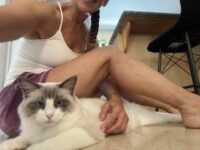 RagdollKittyCats of CA