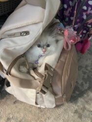 RagdollKittyCats of CA