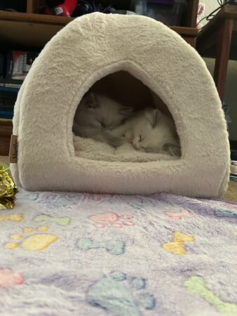 RagdollKittyCats of CA