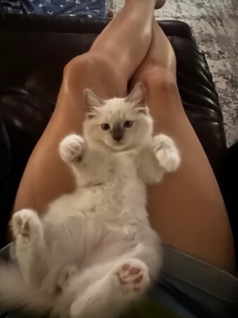 RagdollKittyCats of CA