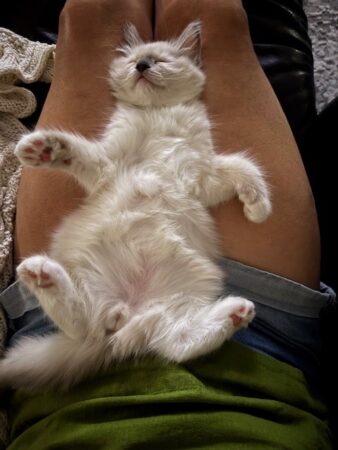 RagdollKittyCats of CA