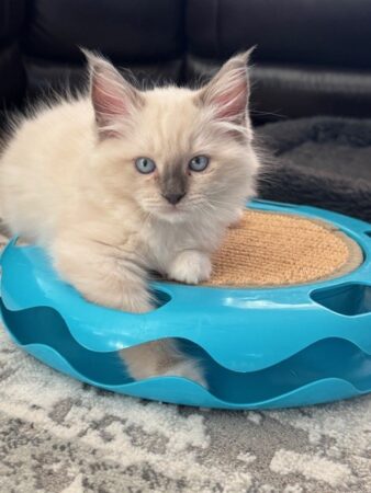 RagdollKittyCats of CA