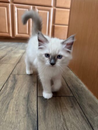 RagdollKittyCats of CA