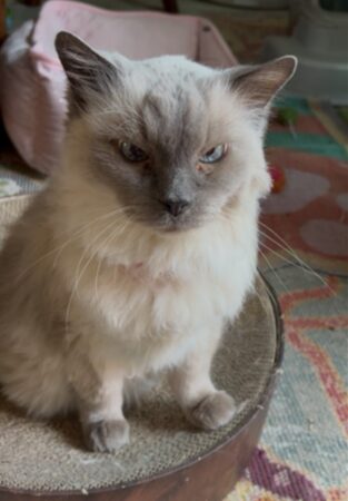 RagdollKittyCats of CA