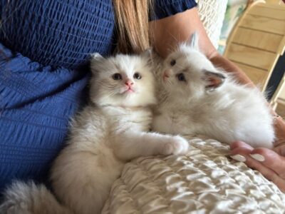 RagdollKittyCats of CA