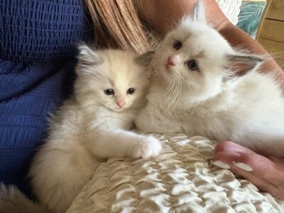 RagdollKittyCats of CA