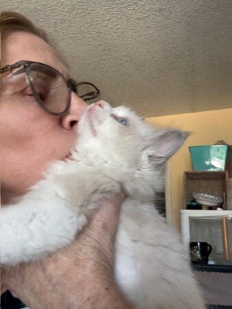 RagdollKittyCats of CA