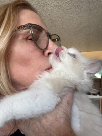 RagdollKittyCats of CA