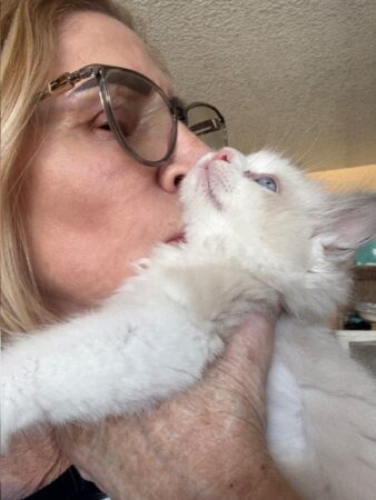 RagdollKittyCats of CA