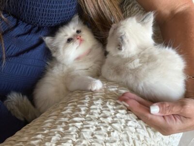 RagdollKittyCats of CA