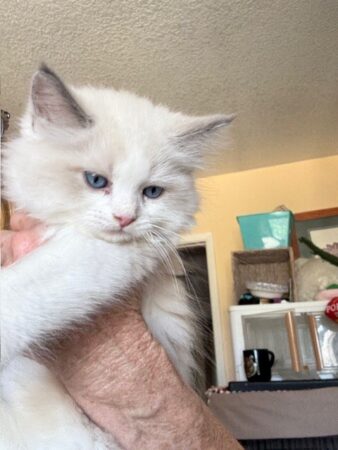 RagdollKittyCats of CA