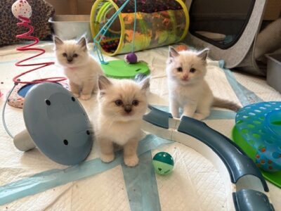 RagdollKittyCats of CA