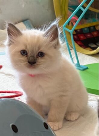 RagdollKittyCats of CA