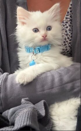 RagdollKittyCats of CA