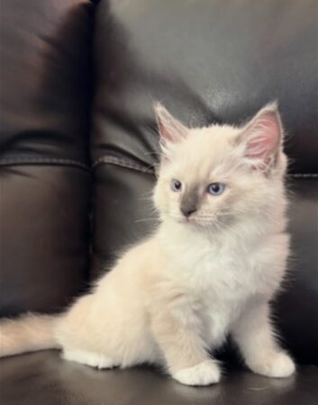 RagdollKittyCats of CA