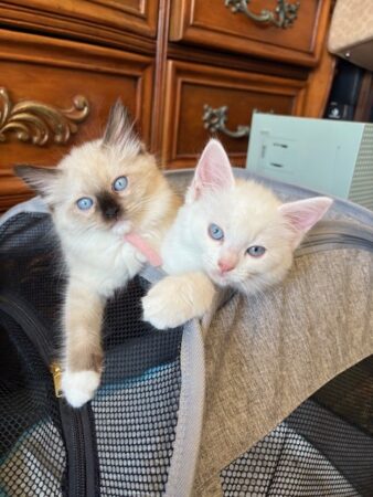 RagdollKittyCats of CA