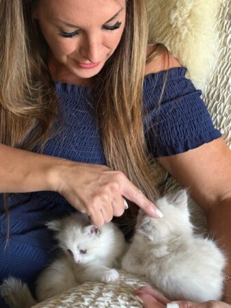 RagdollKittyCats of CA