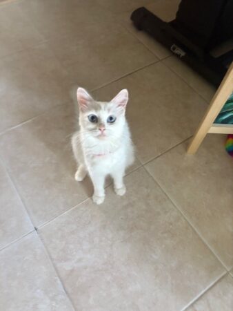 RagdollKittyCats of CA