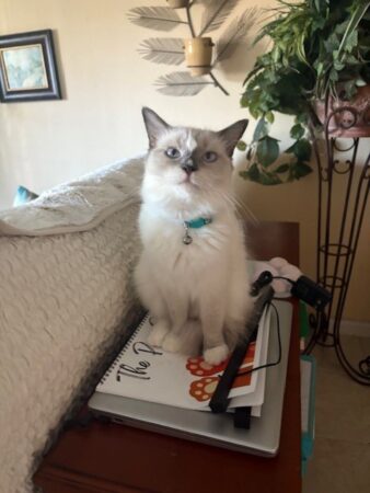 RagdollKittyCats of CA