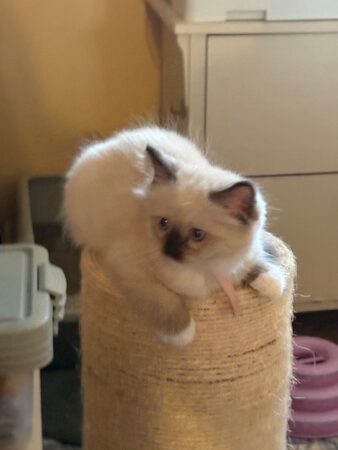 RagdollKittyCats of CA