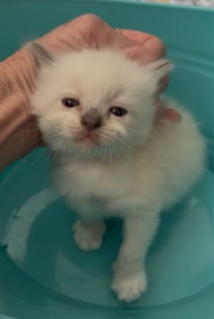 RagdollKittyCats of CA