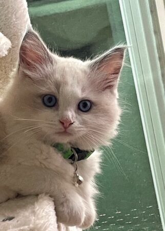 RagdollKittyCats of CA